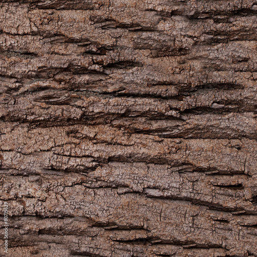 Texture - a bark of an old oak. Wood Tree Background Pattern