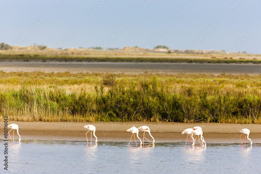 Naklejka premium flamingos in Camargue, Provence, France
