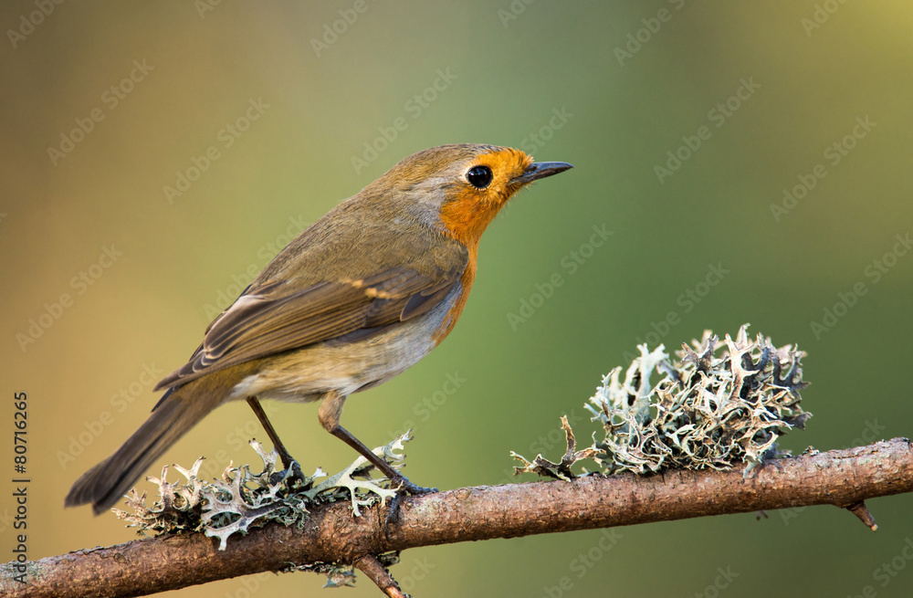 Fototapeta premium Erithacus rubecula, European Robin