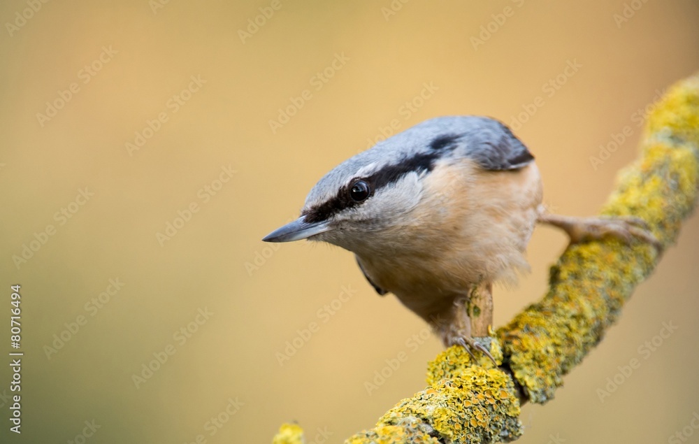 Obraz premium nuthatch