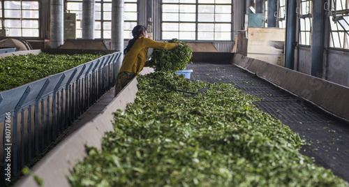 Drying tea leaves in a factory Ooty