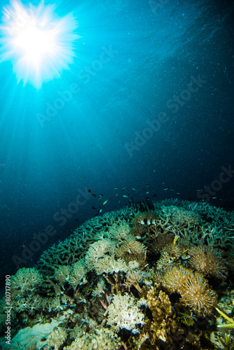 Fototapeta Naklejka Na Ścianę i Meble -  sun shine scuba diver kapoposang sulawesi indonesia underwater