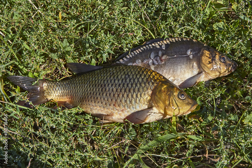 Fototapeta Naklejka Na Ścianę i Meble -  Fish in the grass