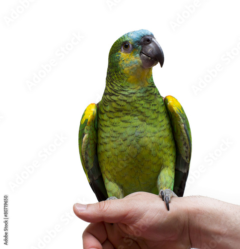 parrot in hand isolated