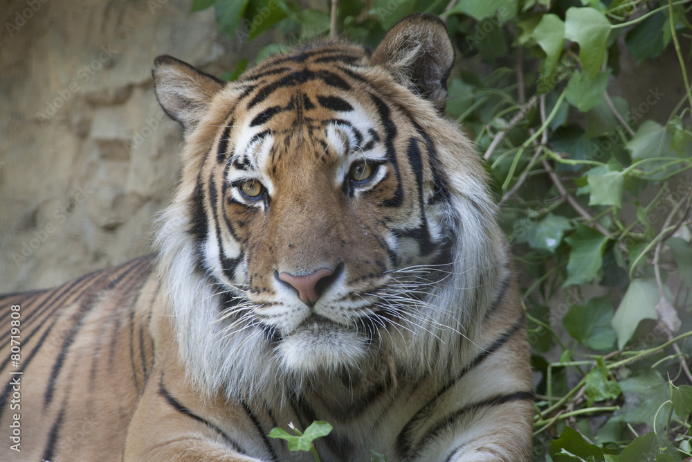 Fototapeta premium tiger at the zoo