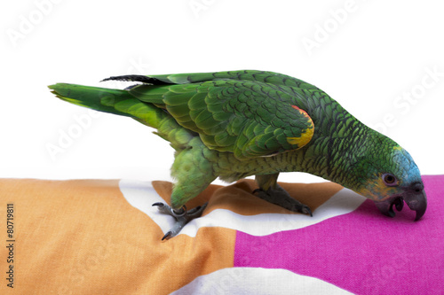parrot at home