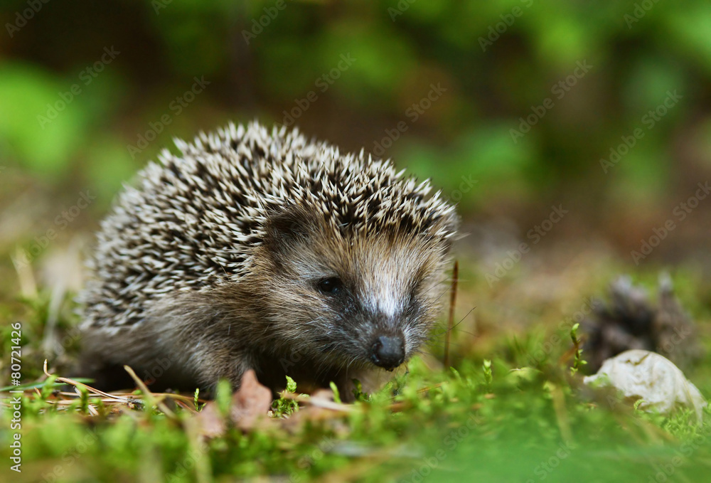 Young hedgehog Young hedgehog
