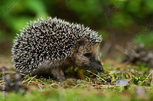 Young hedgehog