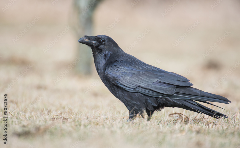 Raven Raven