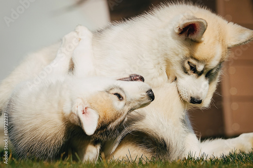 Fototapeta Naklejka Na Ścianę i Meble -  Two  little puppies playing r on the grass outside.