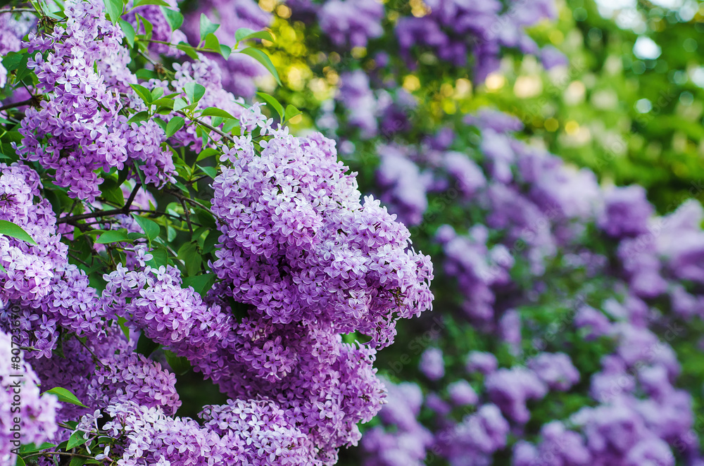 Branch of lilac flowers Branch of lilac flowers