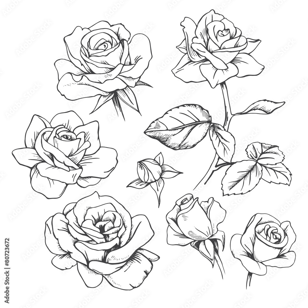 Naklejka premium Set of hand-drawn roses. Vector.