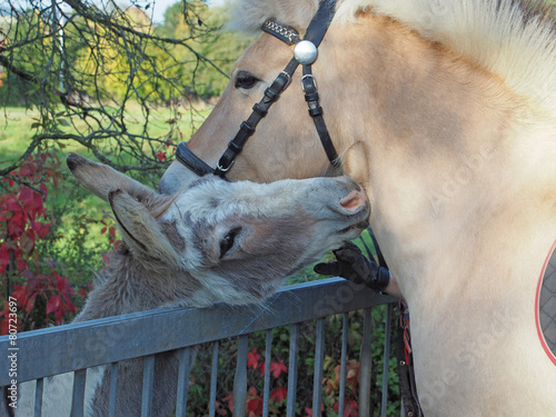 Esel und Fjordpony schmusen photo