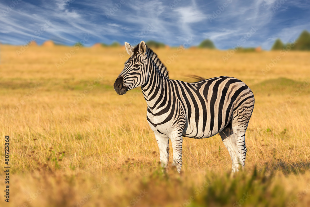 Naklejka premium african plains zebra standing alone