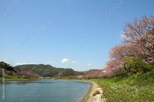 みなみの桜と菜の花