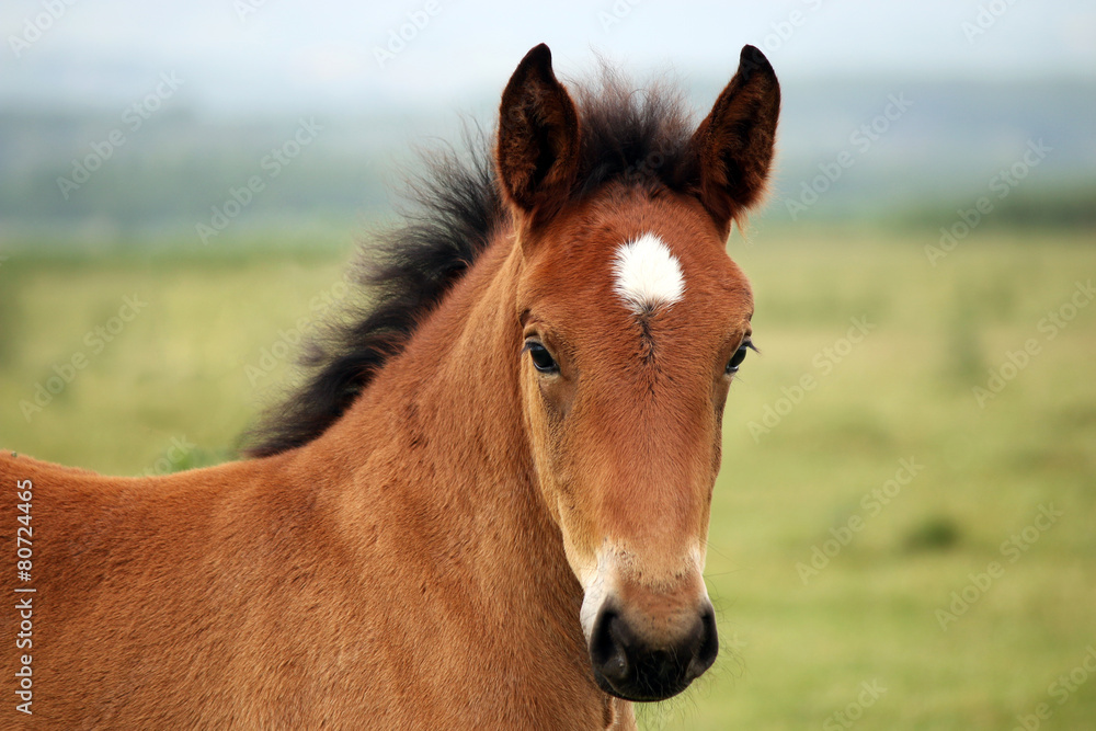 Obraz premium brown horse foal on field portrait