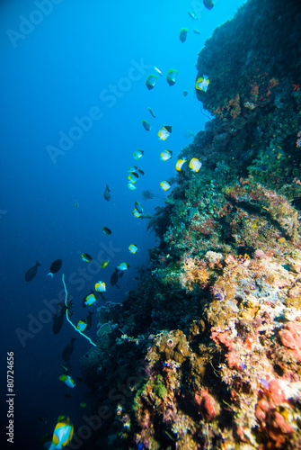 schooling fish above coral scuba diver kapoposang indonesia