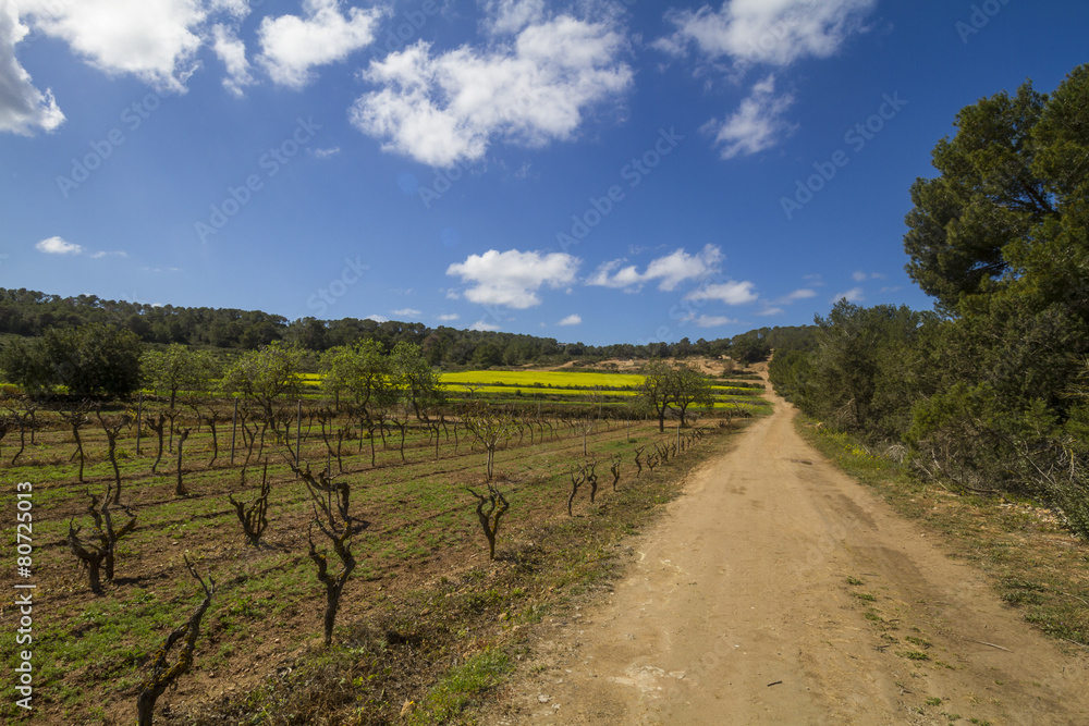 Vineyards and blue sky in spring, ibiza, Spain