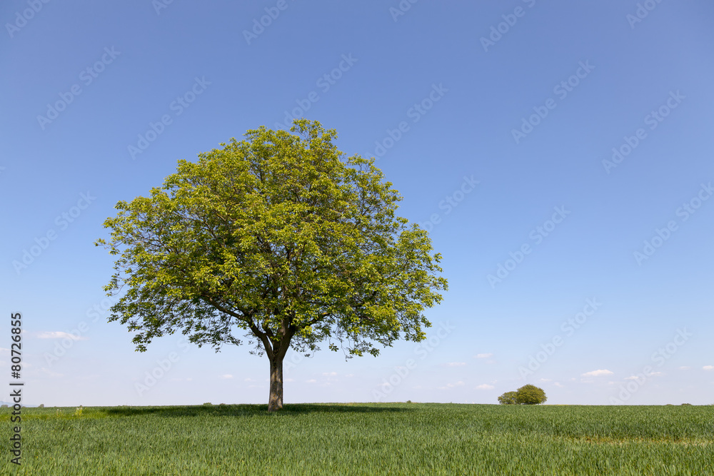 Fototapeta premium Walnussbaum