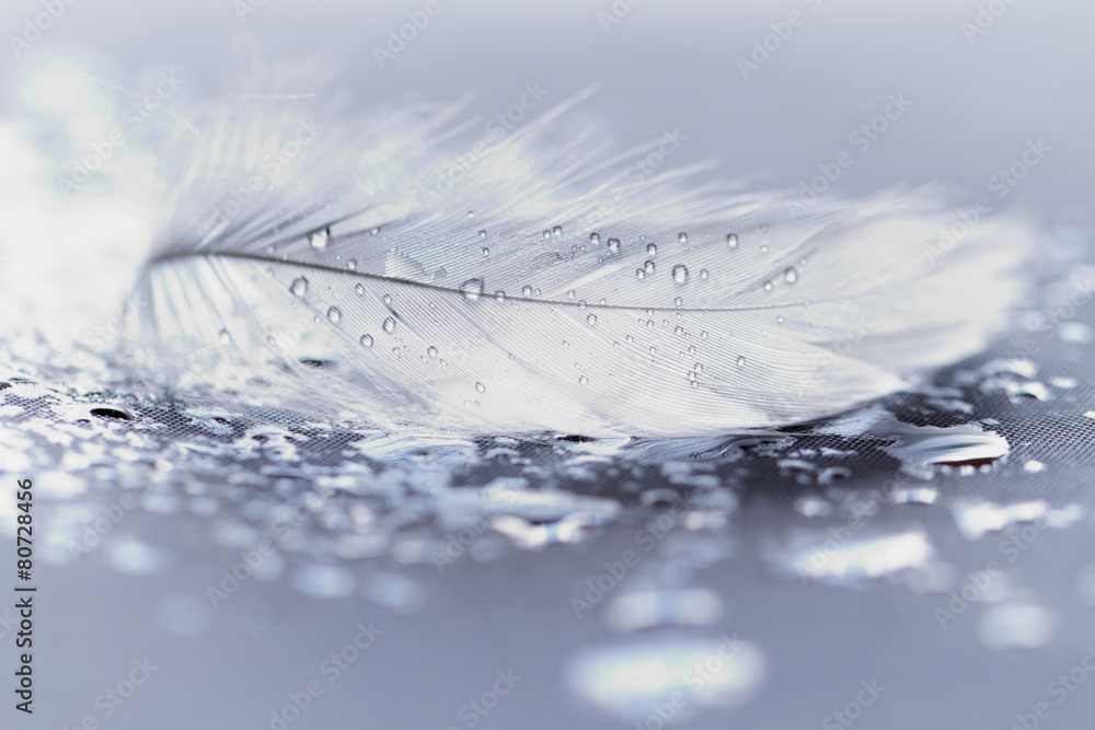 White feather with water drops - obrazy, fototapety, plakaty 