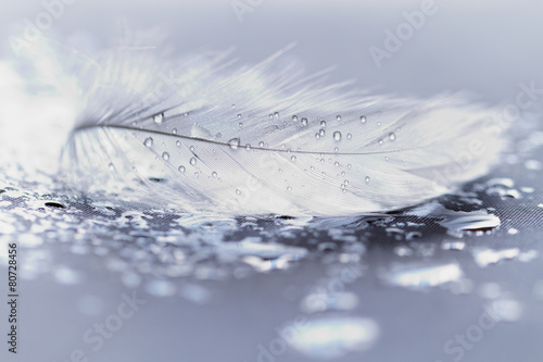 White feather with water drops