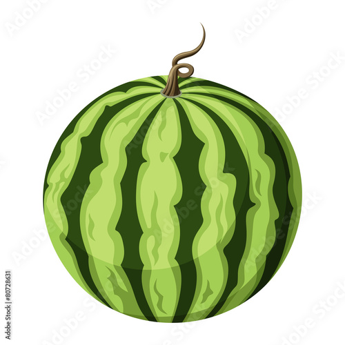 Vector illustration of watermelon isolated on white.