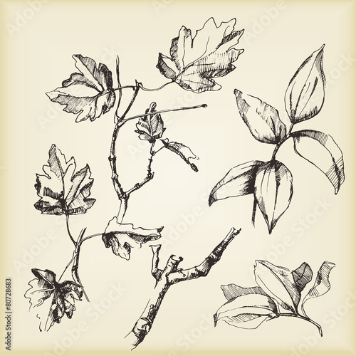 Hand-drawn sketches of plants. Vector elements