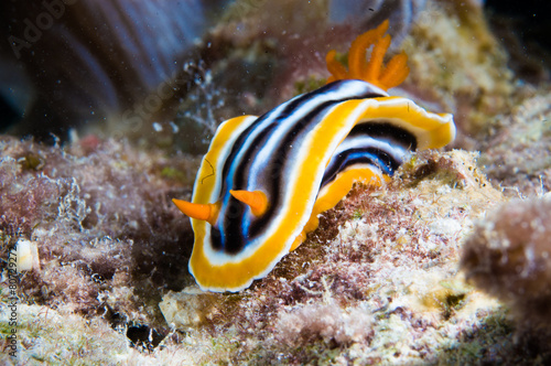 chromodoris nudibranch kapoposang indonesia diver scuba photo