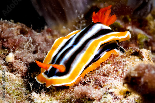chromodoris nudibranch kapoposang indonesia diver scuba