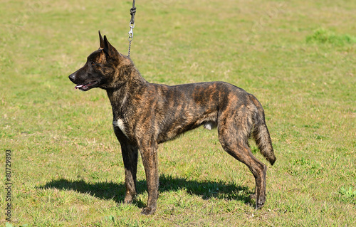 Photography Dutch shepherd dog in field