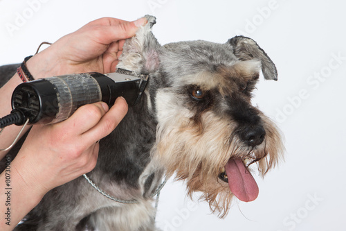 Photography dog hairdresser, hairstyle, spa for dogs , schnauzer