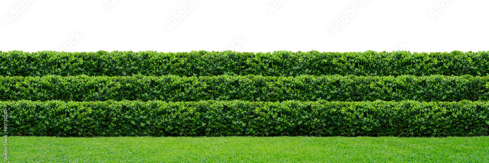 Three layers of green hedge