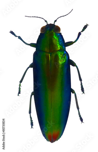 A vector illustration of an amazing jewel beetle.