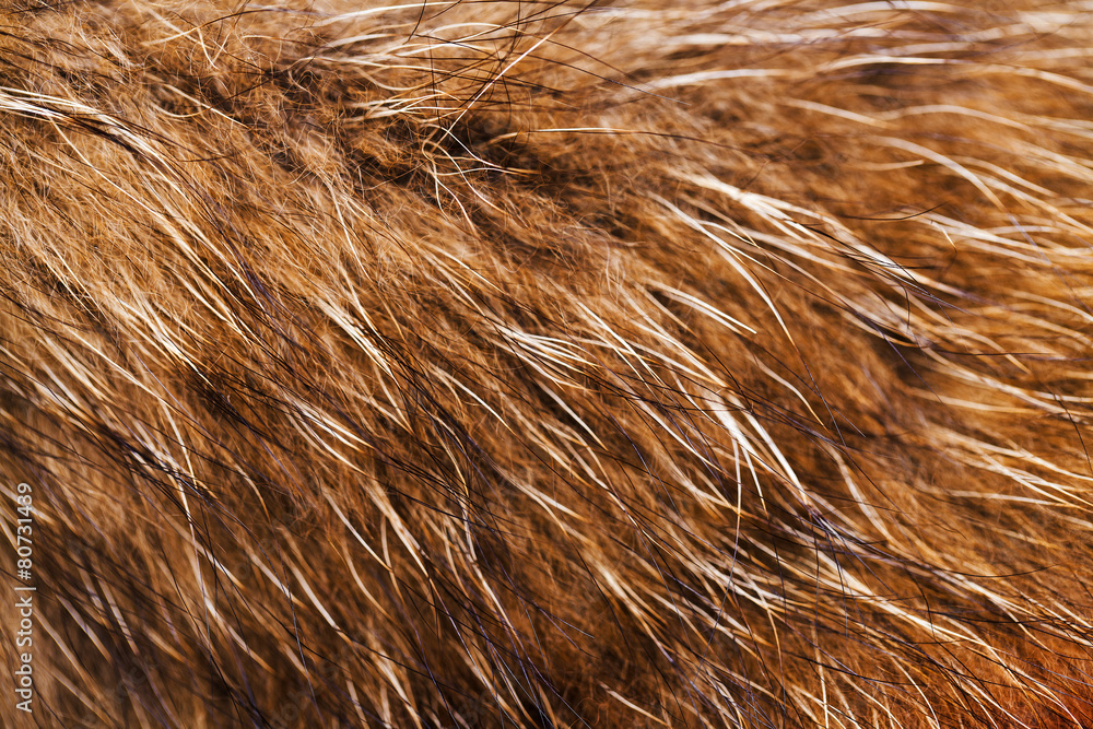 animal fell texture animal fell texture