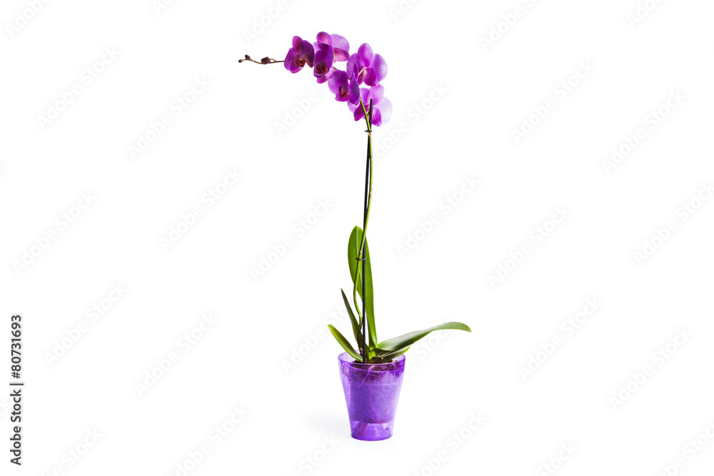 violet orchid flowers