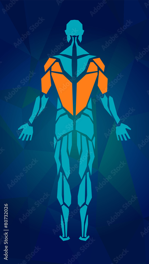 Polygonal anatomy of male muscular system. Human muscle vector