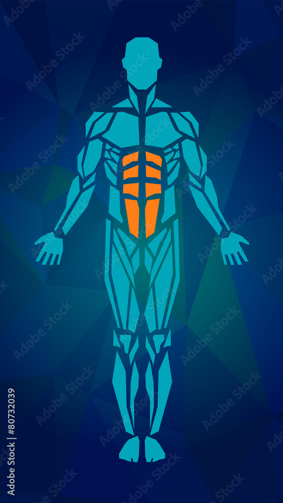 Polygonal anatomy of male muscular system. Human muscle vector