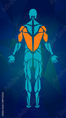 Polygonal anatomy of male muscular system. Human muscle vector