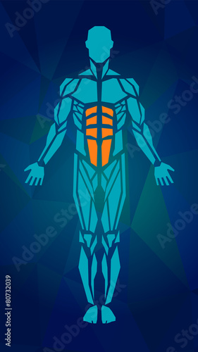 Polygonal anatomy of male muscular system. Human muscle vector