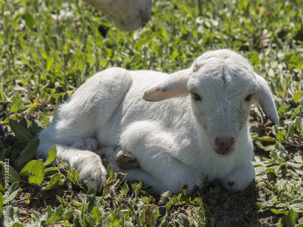 Obraz premium Newborn lamb