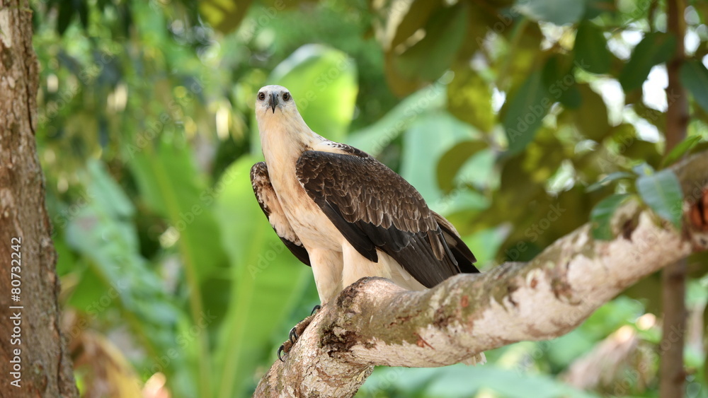 aigle aigle
