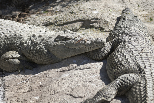 crocodile at the zoo © spetenfia