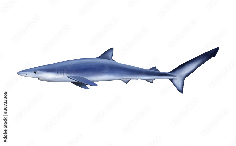 Naklejka premium Blue shark, tintorera
