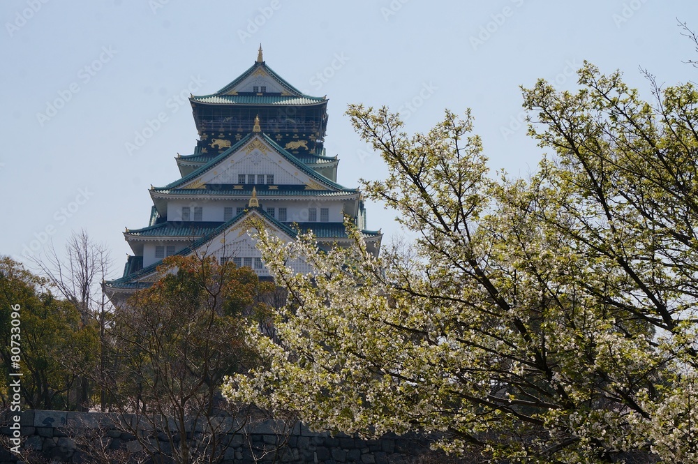 Fototapeta premium 春の大阪城