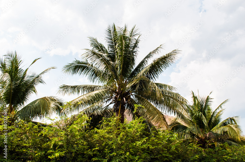 coconut trees at field in thailand. with blue sky background.