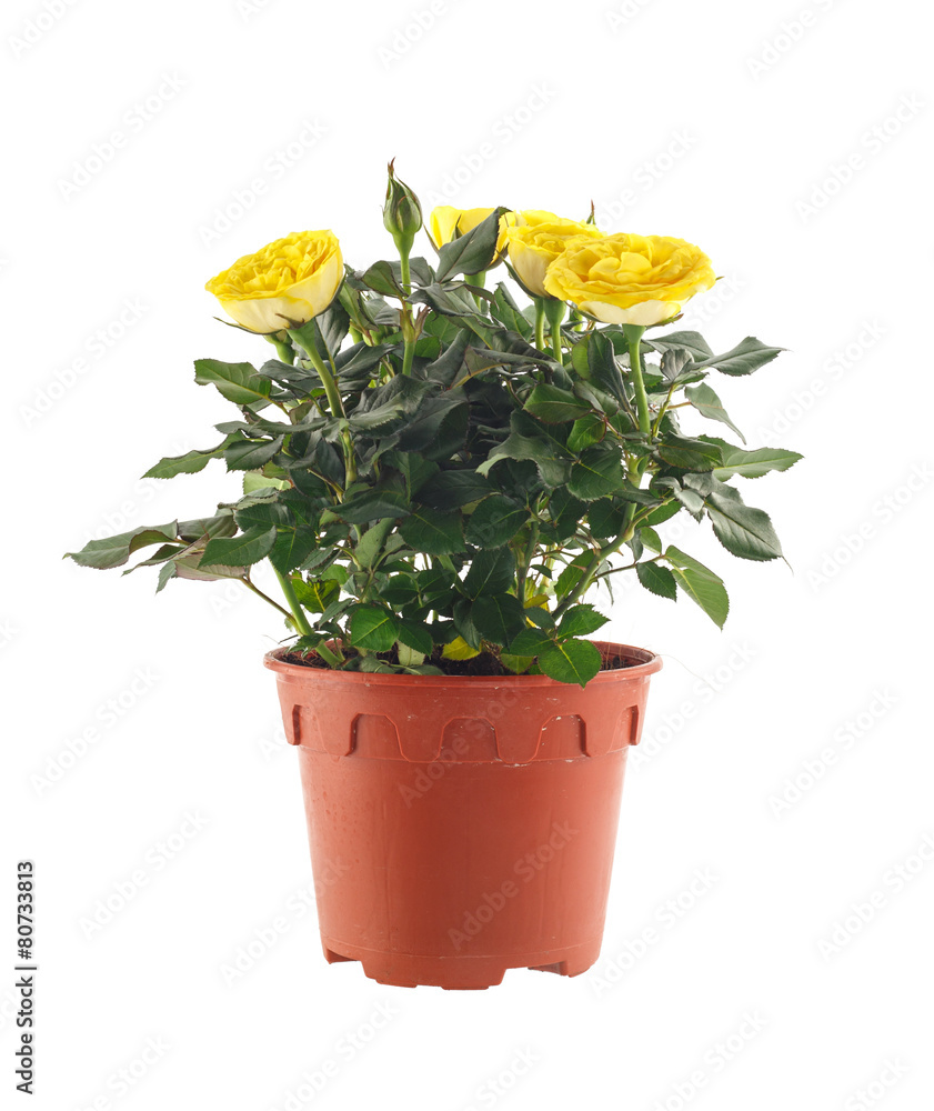 Fototapeta premium Beautiful pot of roses plant isolated on white