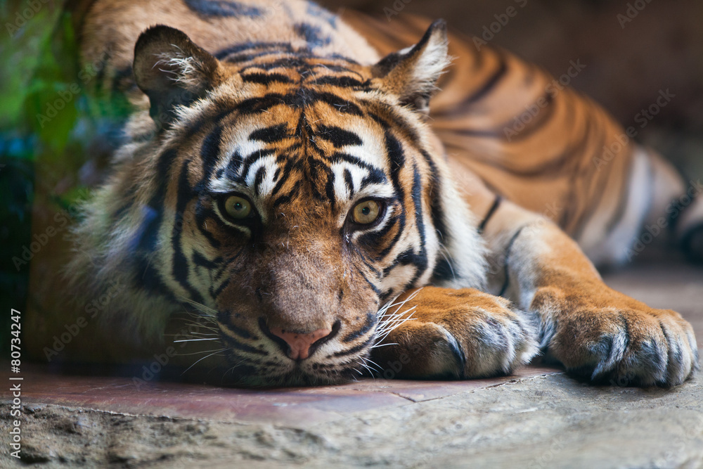 Tiger, portrait of a bengal tiger