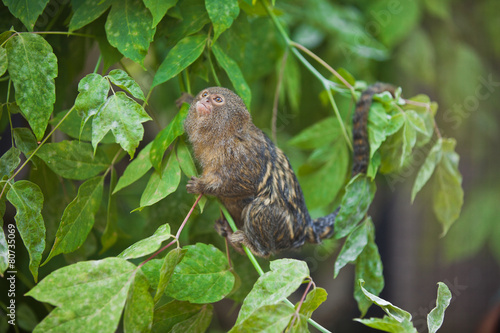 Pygmy marmoset (Cebuella pygmaea) closeup