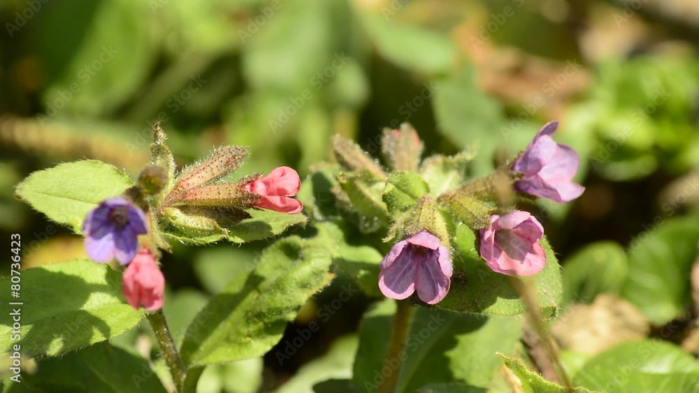Lungenkraut,Pulmonaria officinalis, Biene Lungenkraut,Pulmonaria officinalis, Biene