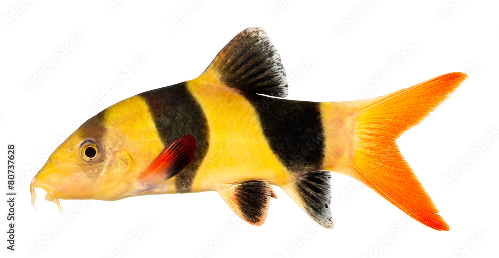 Fototapeta premium Clown loach fish